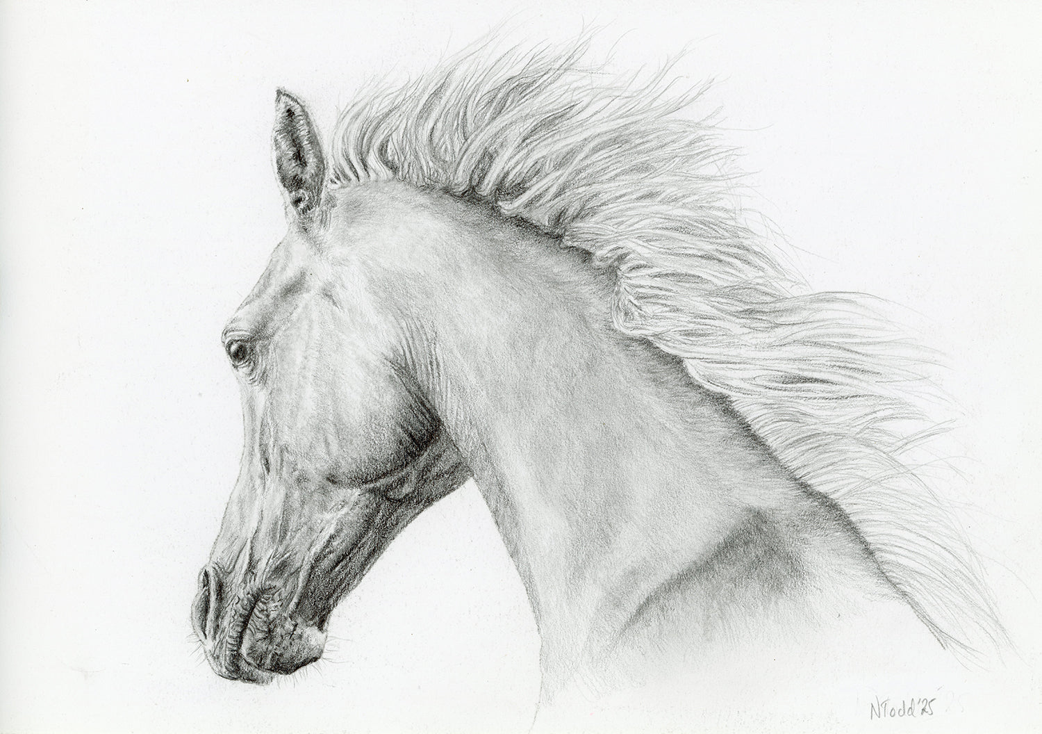 Original Graphite Drawings