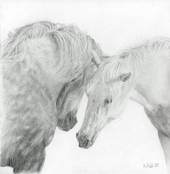 Graphite drawing of two Camargue horses gently touching noses