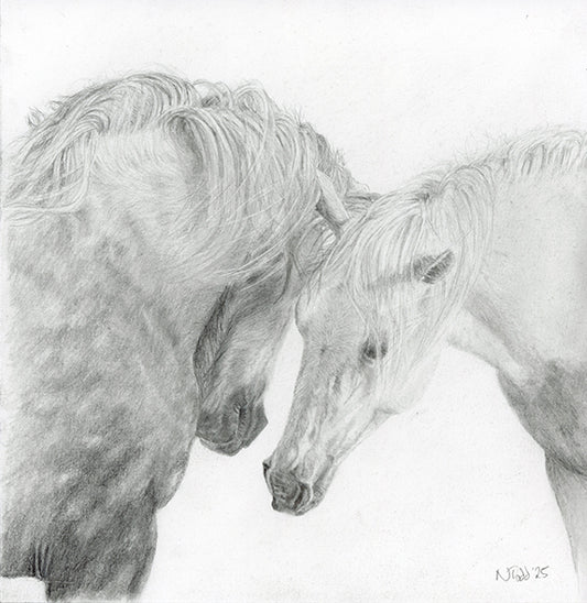 Graphite drawing of two Camargue horses gently touching noses