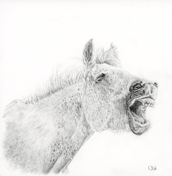 Graphite drawing of a Camargue horse yawning