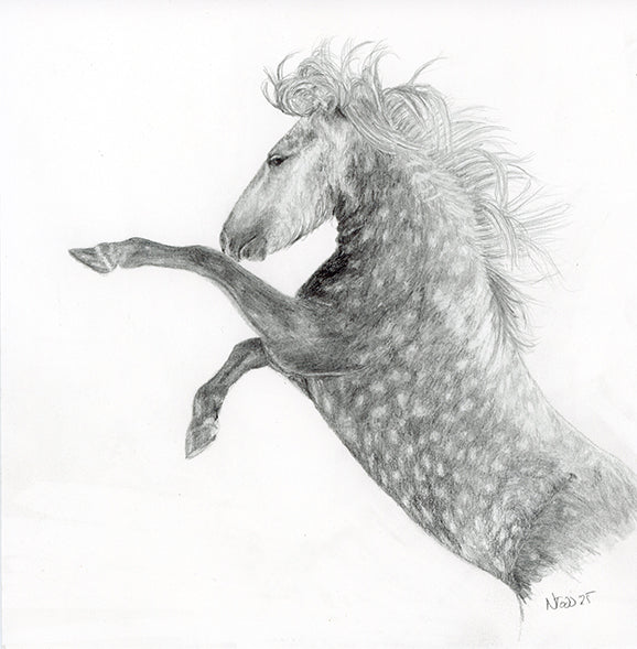Graphite drawing on paper of a Camargue stallion rearing