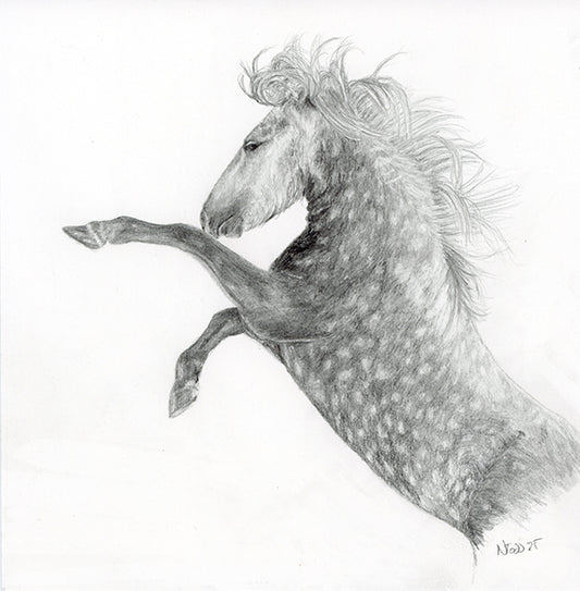 Graphite drawing on paper of a Camargue stallion rearing