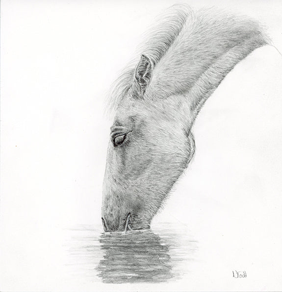 Graphite drawing on paper of a Camargue horse drinking from a river