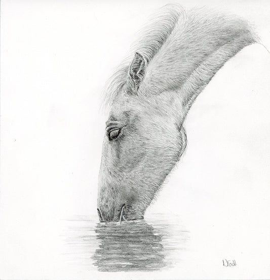 Graphite drawing on paper of a Camargue horse drinking from a river