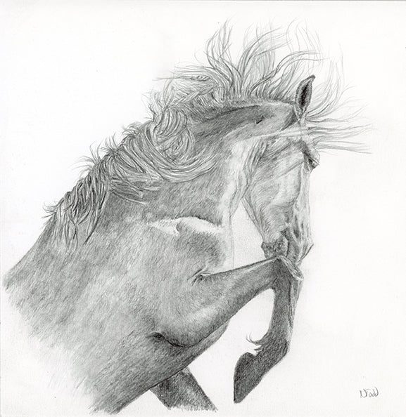Graphite drawing on paper of rearing Camargue stallion