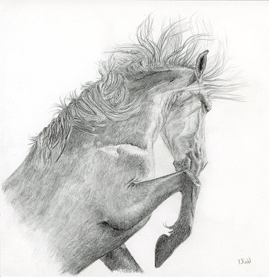 Graphite drawing on paper of rearing Camargue stallion