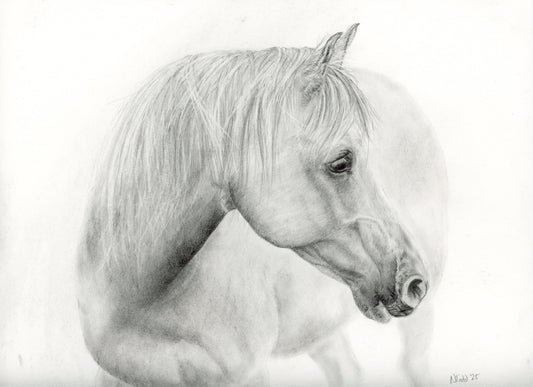 Pencil drawing of a horse's head on a white background