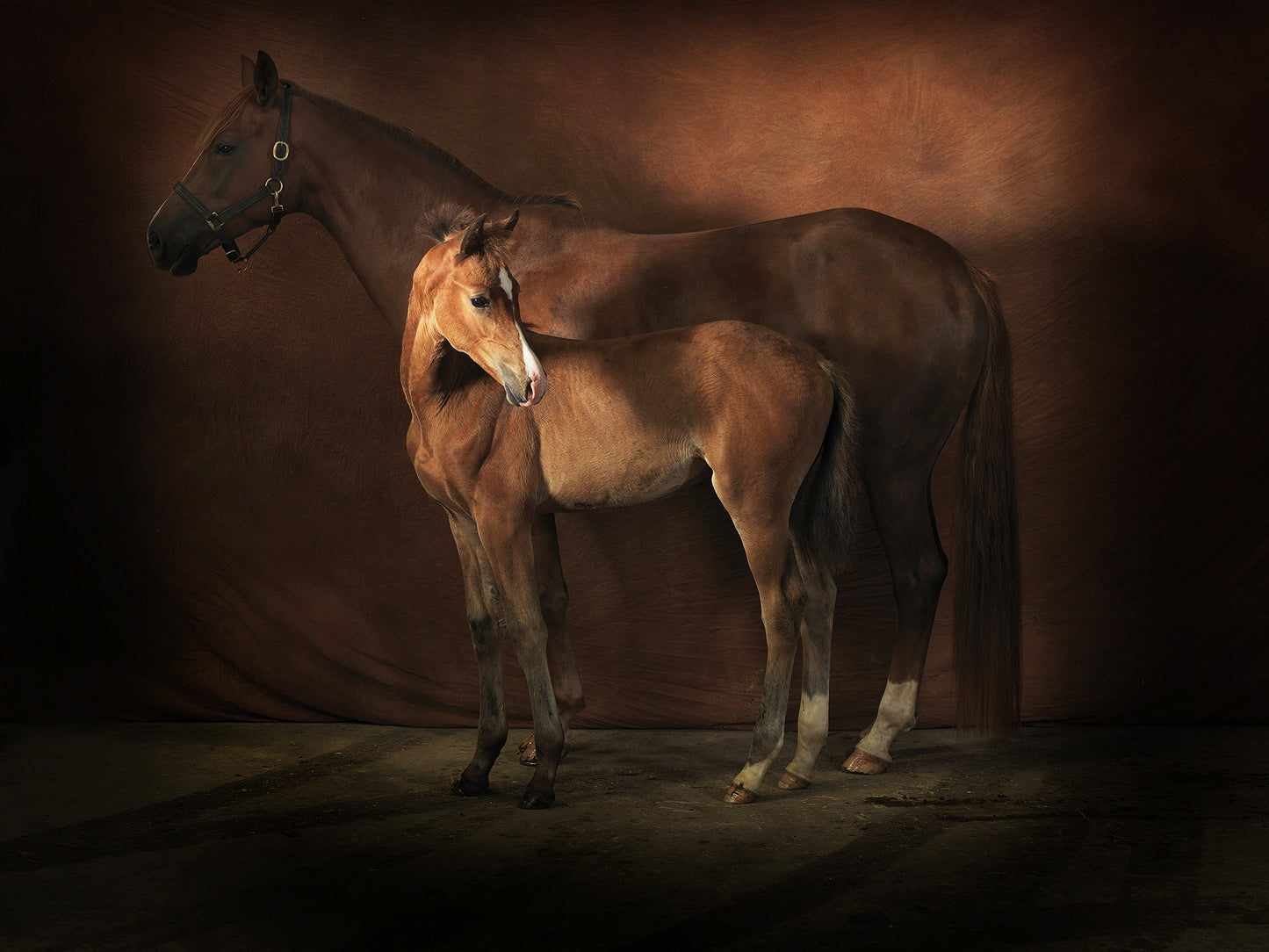 studio portrait chestnut mare and foal