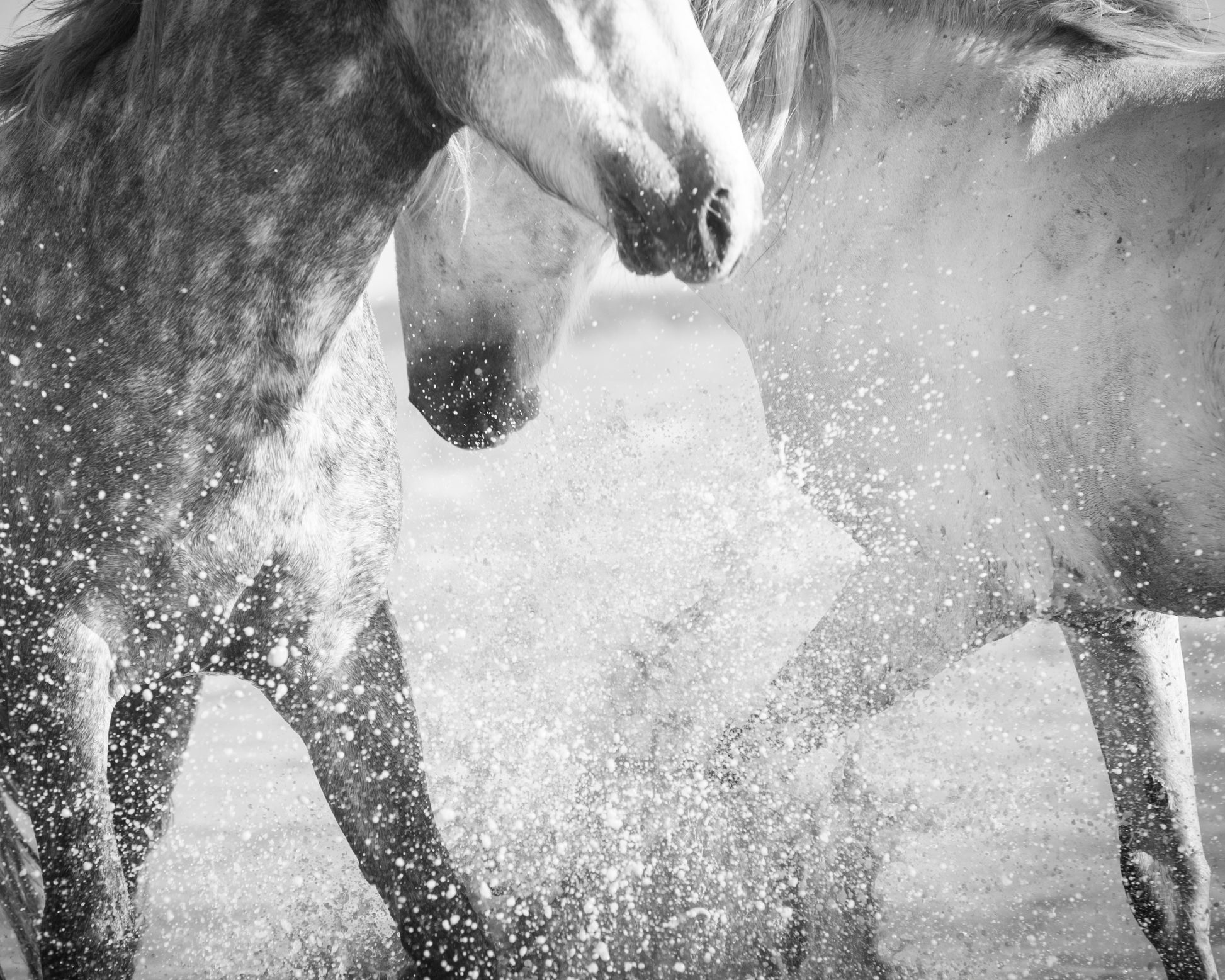 two grey horses splashing in water
