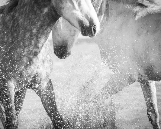 two grey horses splashing in water