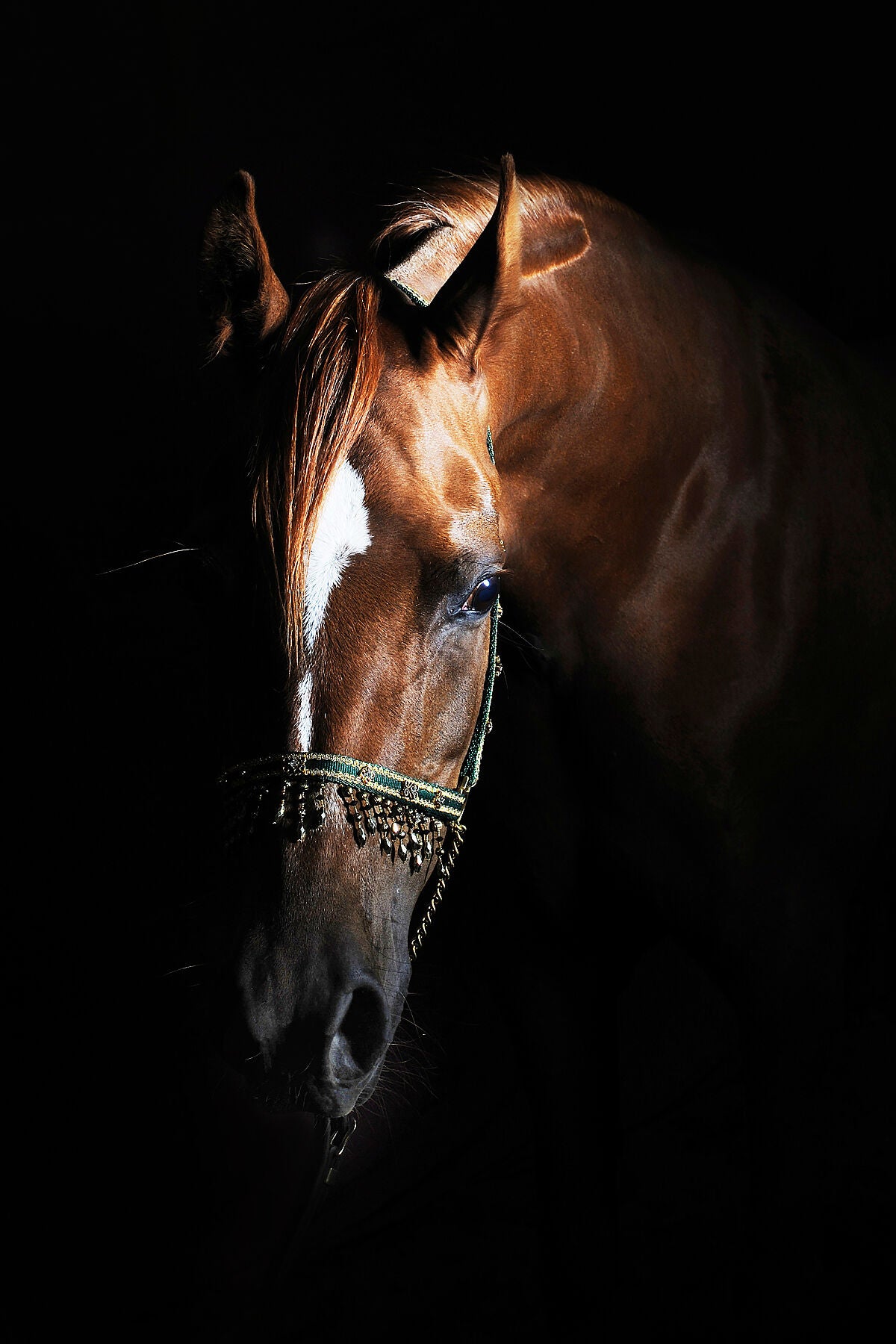 chestnut arab horse in show halter with black background