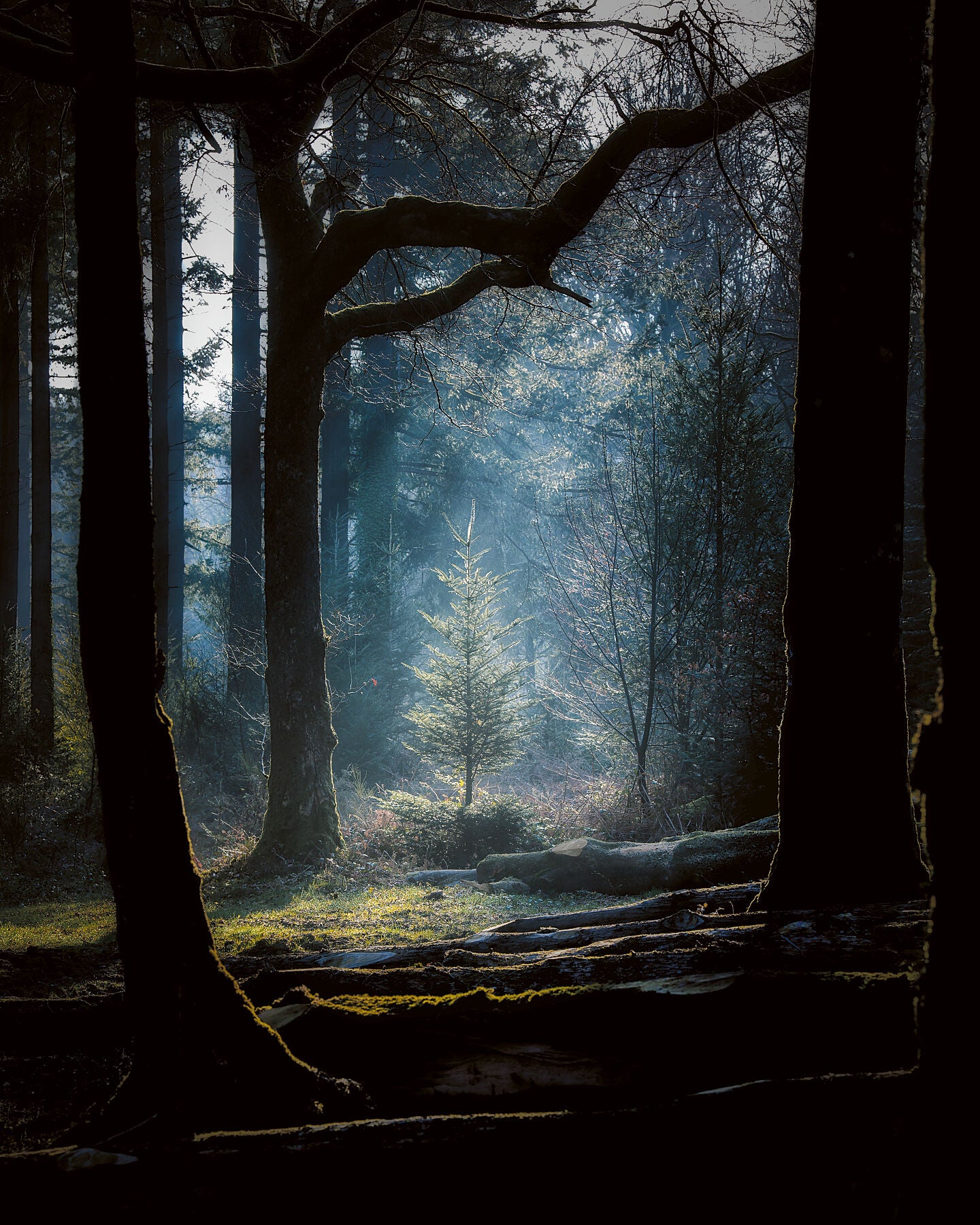 small tree spotlit by sun in a forest

