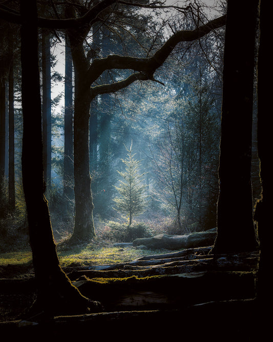 small tree spotlit by sun in a forest
