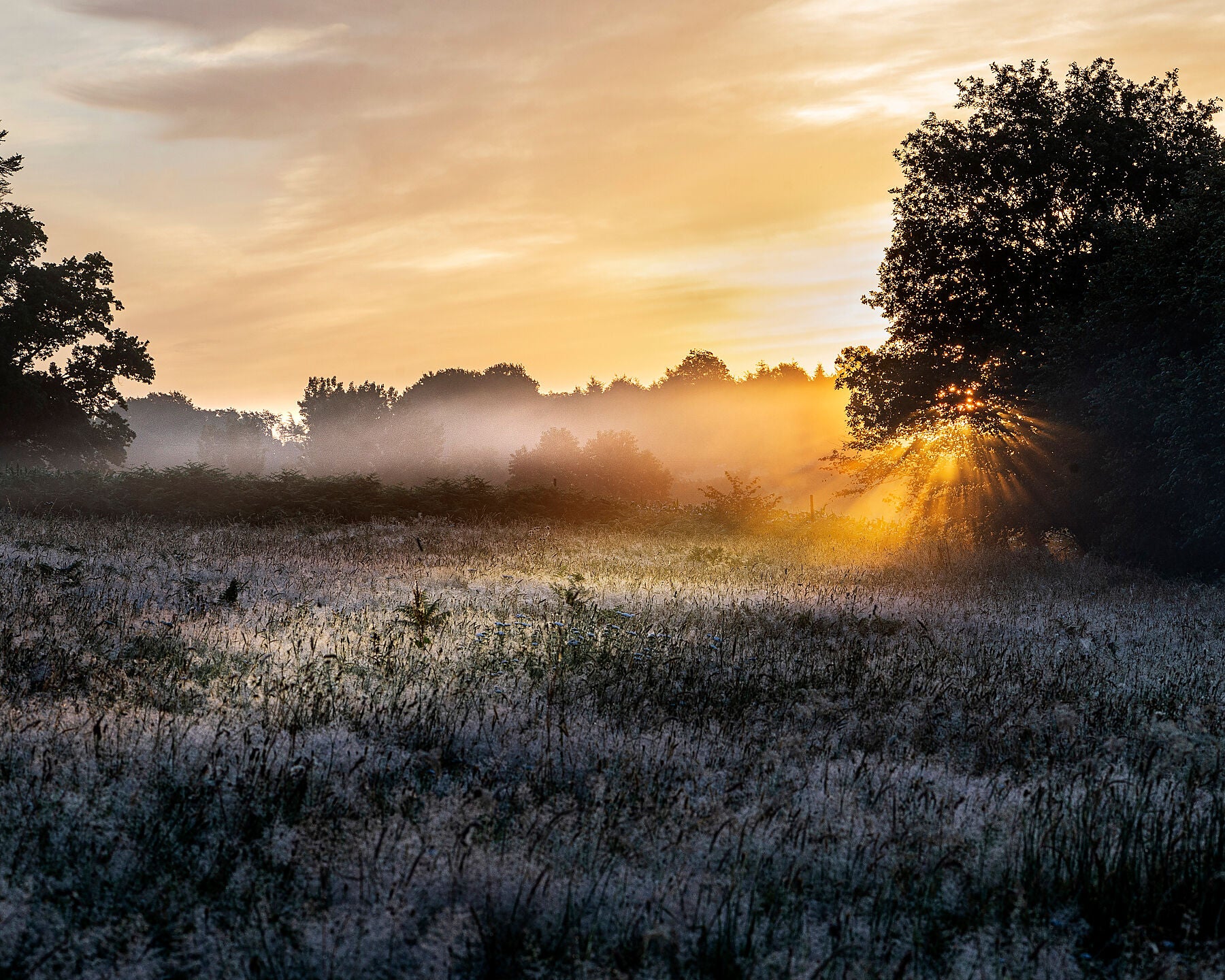 Sunrise from behind a tree.  Meadow with spring blossoms