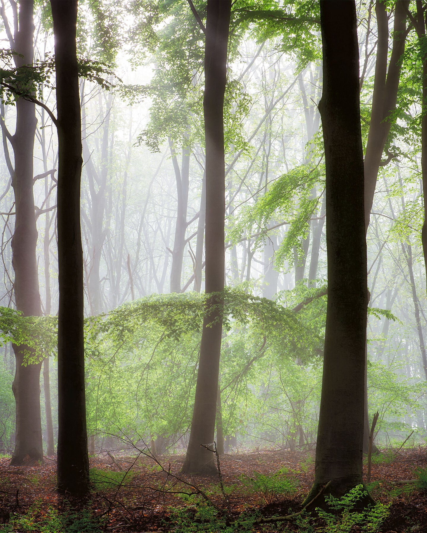 trees in a forest with mist